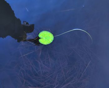 High angle view of leaf floating on water