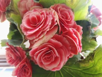 Close-up of pink roses