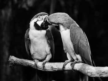 Close-up of two birds perching on branch