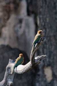 Close-up of bird perching on branch