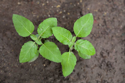 Holy basil leaves small plant ayurveda medicine