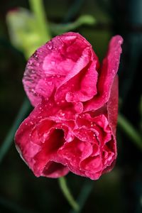 Close-up of raindrops on pink flower