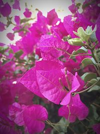 Close-up of bougainvillea blooming outdoors