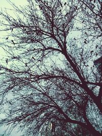 Low angle view of tree against sky