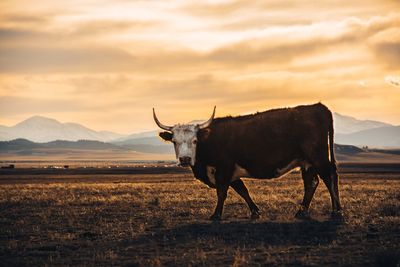 View of bull on landscape against sky