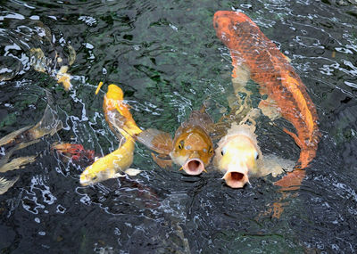 High angle view of koi carps swimming in lake