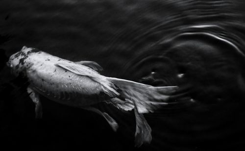 Close-up of duck swimming in water