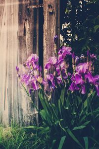 Close-up of purple flowers