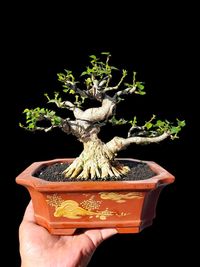 bonsai