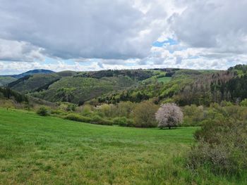 Scenic view of field against sky