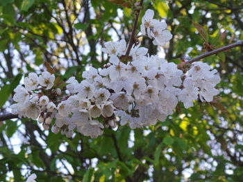 Low angle view of white flowers on tree