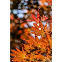 Close-up of maple leaves