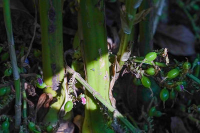 Close-up of plant growing on field