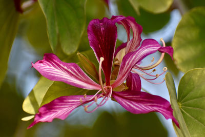 Close-up of pink flower