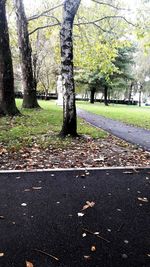 Trees growing in park during autumn