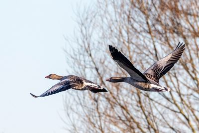 Low angle view of birds flying in sky