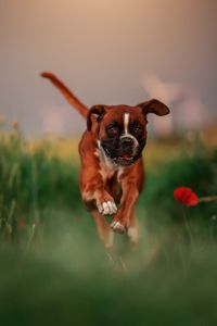 Portrait of dog running on field