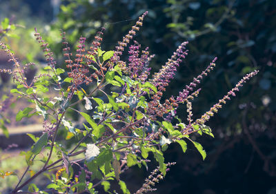 Close-up of purple flowering plant