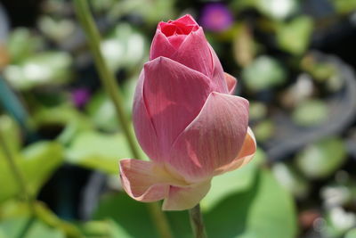 Close-up of pink tulip