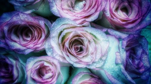 Full frame shot of pink flowers