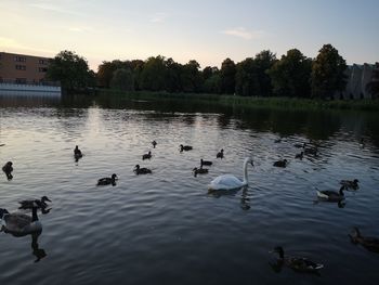 Ducks swimming in lake against sky