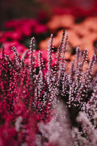 Exotic violet fresh flowers growing in the garden. image for agriculture, perfume, cosmetics spa