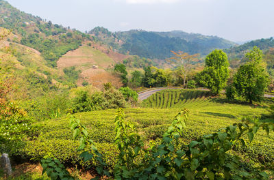 Scenic view of agricultural field against sky