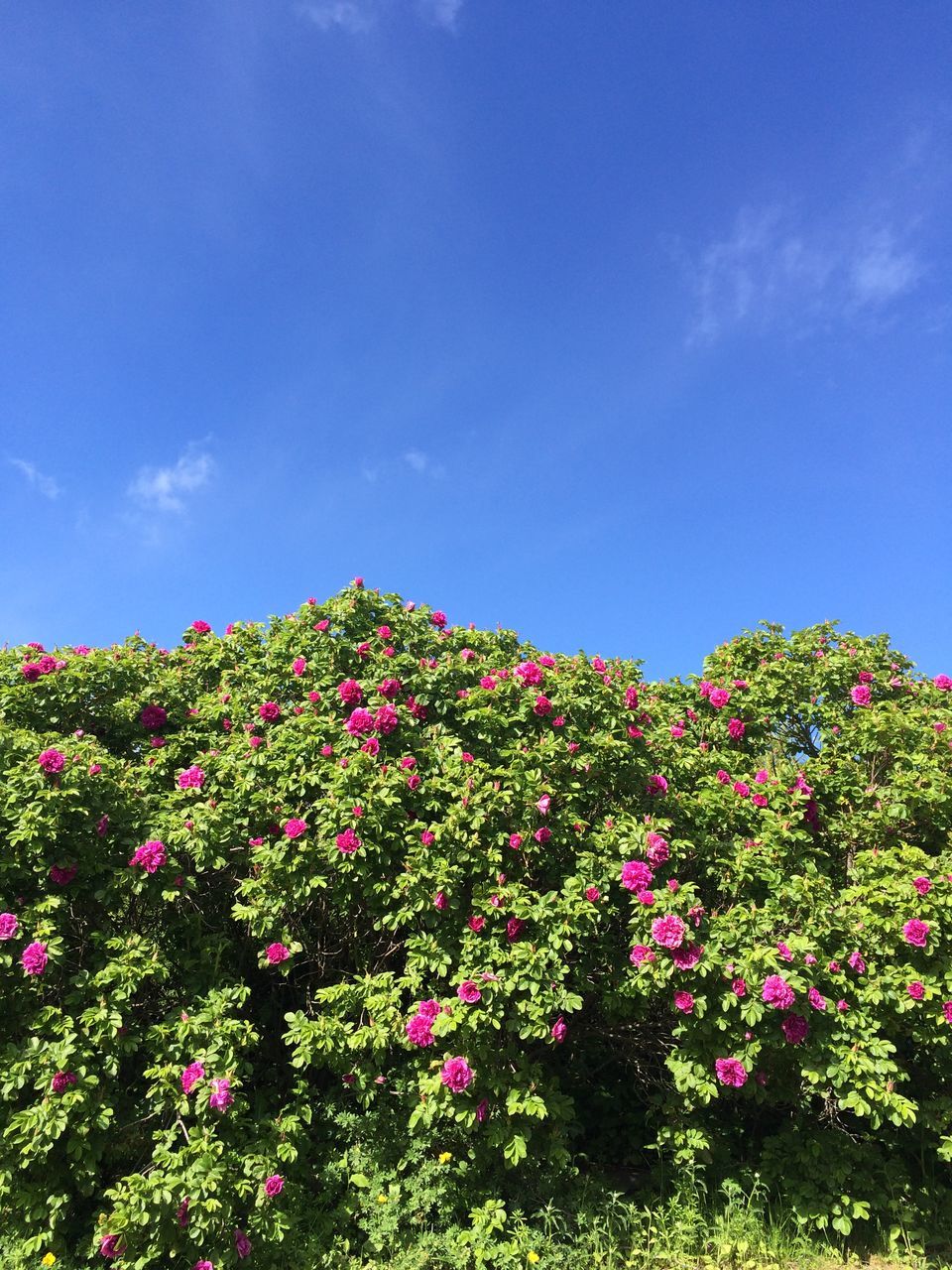 flower, growth, low angle view, tree, freshness, beauty in nature, sky, nature, blue, fragility, blooming, plant, sunlight, in bloom, day, blossom, green color, pink color, no people, leaf