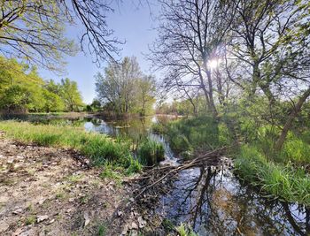 Scenic view of river in forest against sky