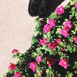 Directly above shot of pink flowers blooming in park