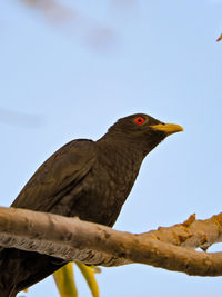 Low angle view of eagle perching on branch against sky