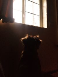 Cat looking at window
