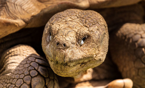 Close-up of a turtle