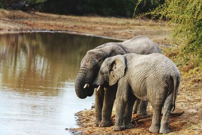 Elephant in a lake