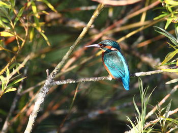 Close-up of bird perching on branch