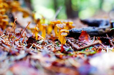 Close-up of dry autumn leaves