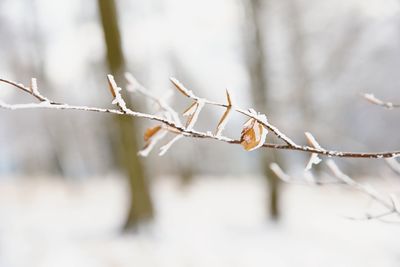 The first snow has covered the lost leaves of beech trees . beech forest out of foocus in background