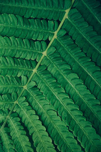 Full frame shot of fern leaves