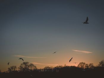 Low angle view of silhouette birds flying against sky during sunset