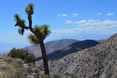 Scenic view of palm trees on landscape against blue sky