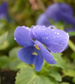 Close-up of purple flower blooming outdoors