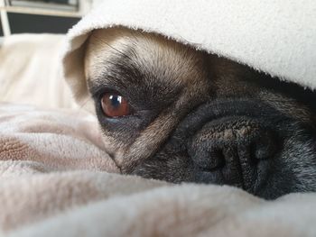 Close-up of a dog resting on bed