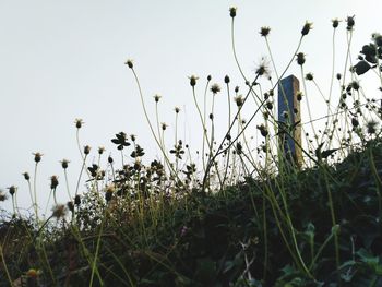 Close-up of flowering plants on field against sky