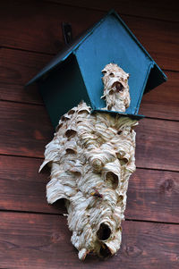 Hornets' nest in the birdhouse