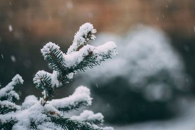 Close-up of snow covered pine tree