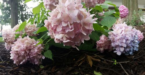 Close-up of pink flowers