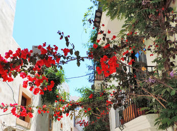 Low angle view of flowering plants on building