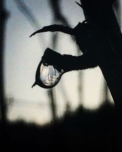 Close-up of silhouette butterfly against sky