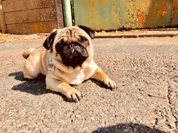 Portrait of dog relaxing outdoors