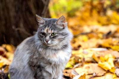 Close-up portrait of a cat